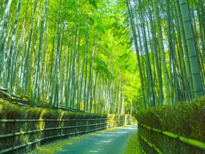 【京都の散歩道】散策するならここ！定番、嵐山！