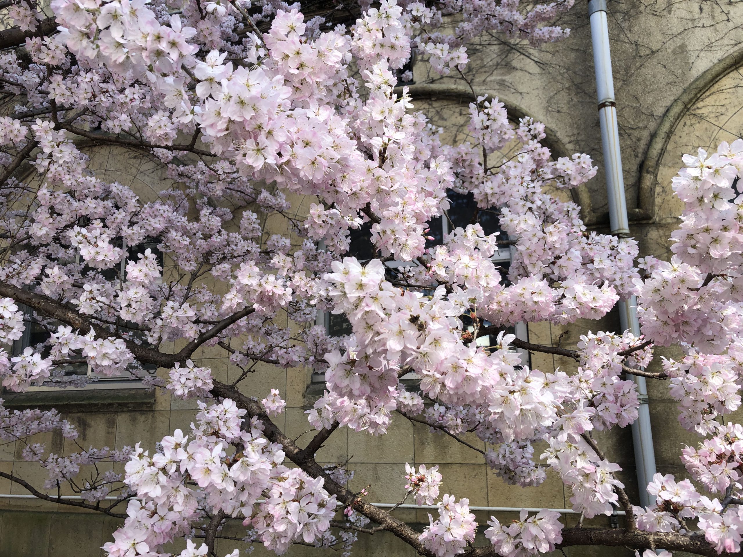 ☆既に満開！京都の桜の穴場スポットはこちらです☆