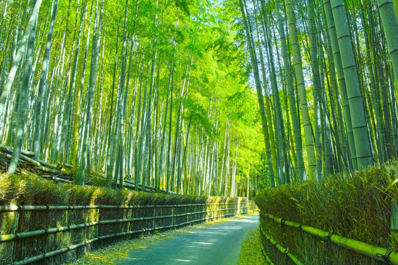 【京都の散歩道】散策するならここ！定番、嵐山！